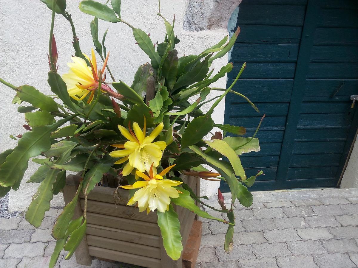 Gasthof-Pension Frohnwies Weissbach bei Lofer Esterno foto